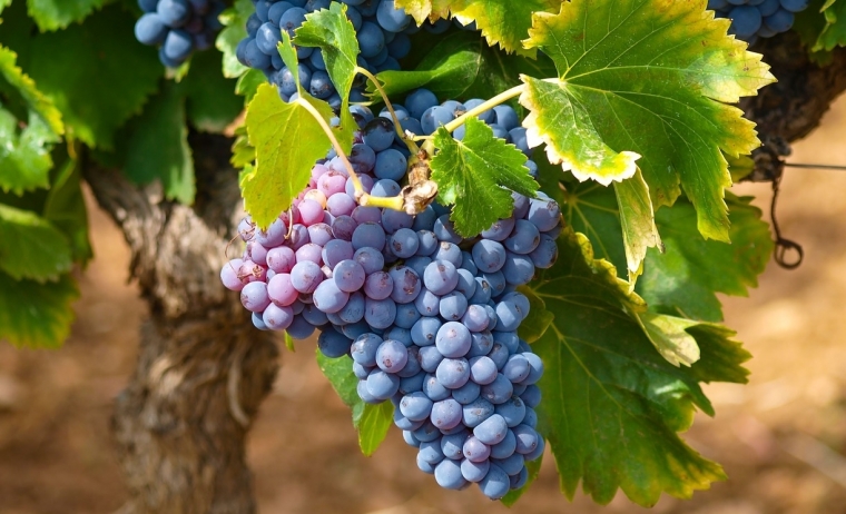 结实累累的人生（2018年4月22日）