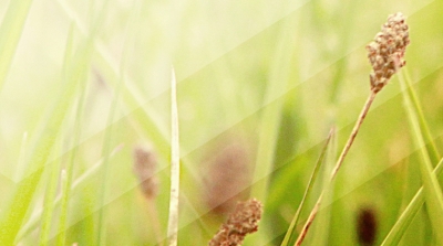 主的新年应许和祝福（2016年1月10日）